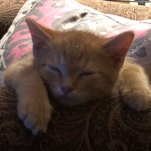 Meet your Posher, Thomas